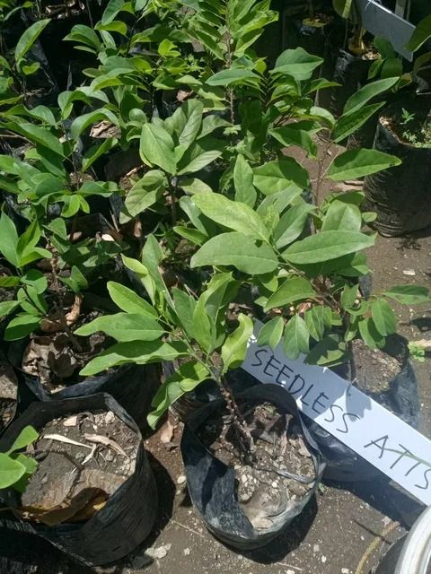 Seedless Atis (Category: Plants & Seeds) located in Los Banos. Submitted by seaalionn (Listing ID 1459494647, Image 2). Description: A grafted hybrid variety that produces sweet, creamy fruit with few to no seeds..