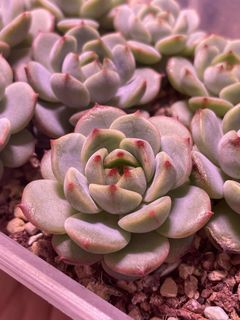 (Category: ) located in . Submitted by qq_garden (Listing ID 1456953472, Image 1). Description: .