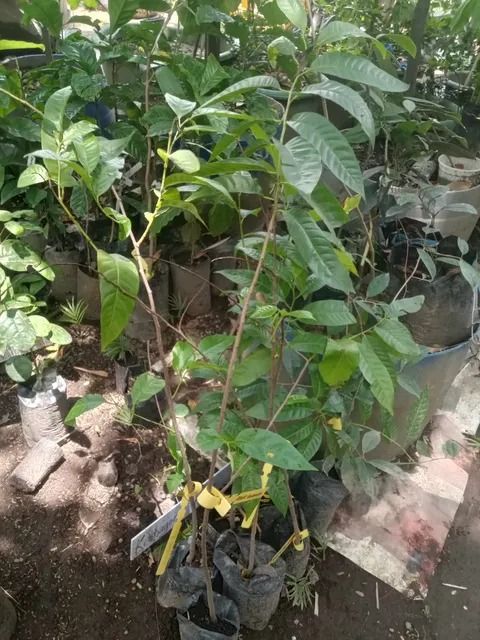 Sweet Tamarind / Sampaloc (Category: Plants & Seeds) located in Los Banos. Submitted by seaalionn (Listing ID 1459494882, Image 2). Description: Sweet Thai Tamarind ~1.5 to 2 ft, grafted - bears fruits within 6-12 months - ideal for container gardening - sweet creamy long fruits.