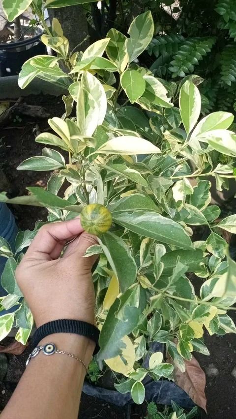 Variegated Kalamansi (Category: Plants & Seeds) located in Los Banos. Submitted by seaalionn (Listing ID 1459501312, Image 1). Description: Variegated Kalamansi (rare exotic plant) Dual purpose - ornamental plant / fruit production different in color but same taste with green kalamansi..