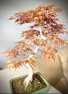 日本関野正黑松, 傢俬＆家居, 園藝, 植物及種子- Carousell