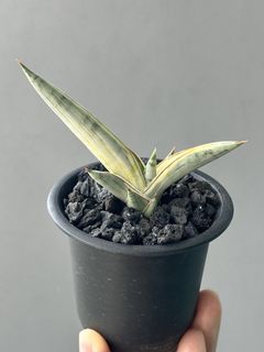（分類：）位於 。 由 hujang 提交（商品編號 1459731408，圖片 1）。簡介： 。