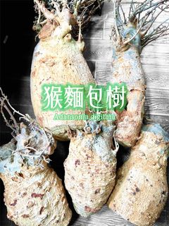 （分類：）位於 。 由 PlantsOfLegend 提交（商品編號 1459750844，圖片 1）。簡介： 。