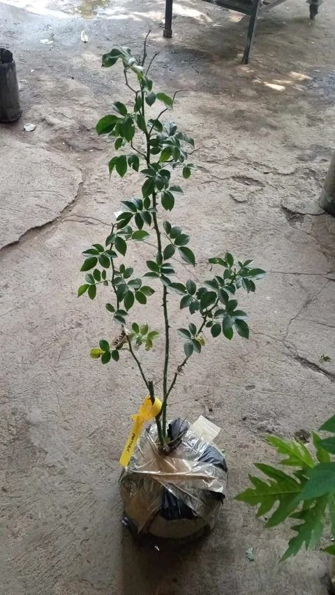 Climbing Rose (Category: Plants & Seeds) located in Los Banos. Submitted by seaalionn (Listing ID 1459714336, Image 2). Description: 350 / pot.