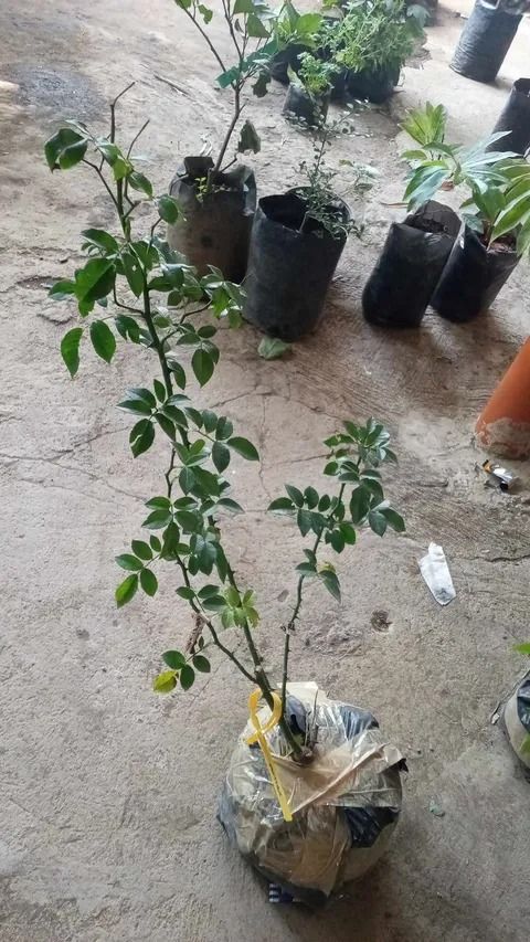 Climbing Rose (Category: Plants & Seeds) located in Los Banos. Submitted by seaalionn (Listing ID 1459714336, Image 1). Description: 350 / pot.
