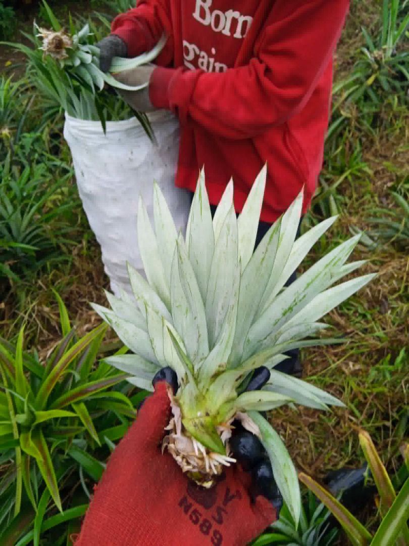 Hawaiian Sweet Cayenne Pineapple (Category: Plants & Seeds) located in Los Banos. Submitted by seaalionn (Listing ID 1459737203, Image 1). Description: .