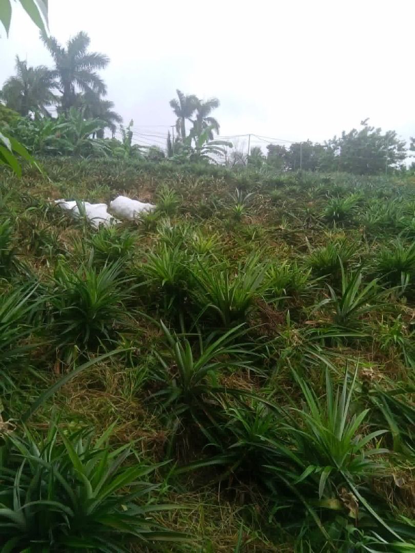 Hawaiian Sweet Cayenne Pineapple (Category: Plants & Seeds) located in Los Banos. Submitted by seaalionn (Listing ID 1459737203, Image 2). Description: .