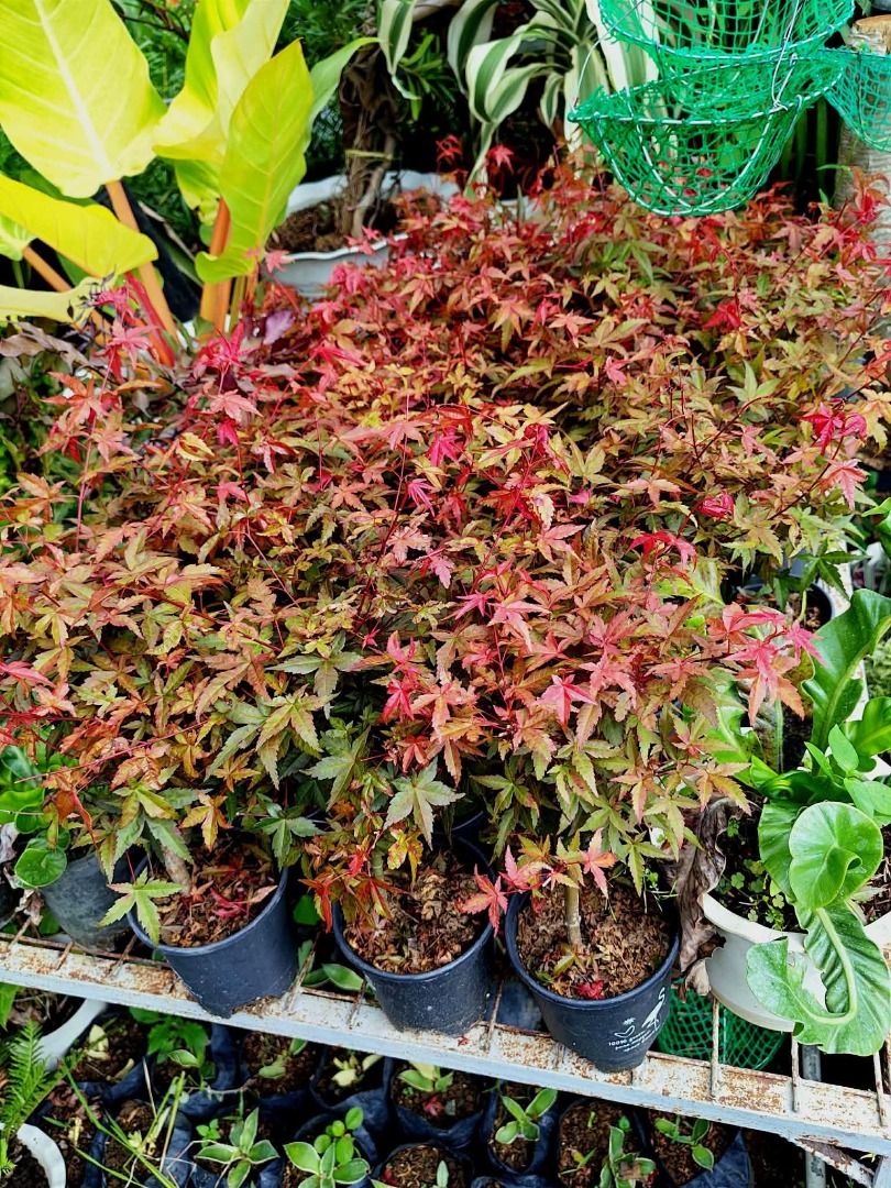 Japanese Maple (Category: Plants & Seeds) located in Los Banos. Submitted by seaalionn (Listing ID 1459738744, Image 2). Description: Trees premium ornamental + source of maple syrup..