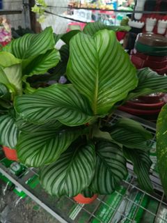 (Category: ) located in . Submitted by amazingmaria3680 (Listing ID 1459895277, Image 1). Description: .