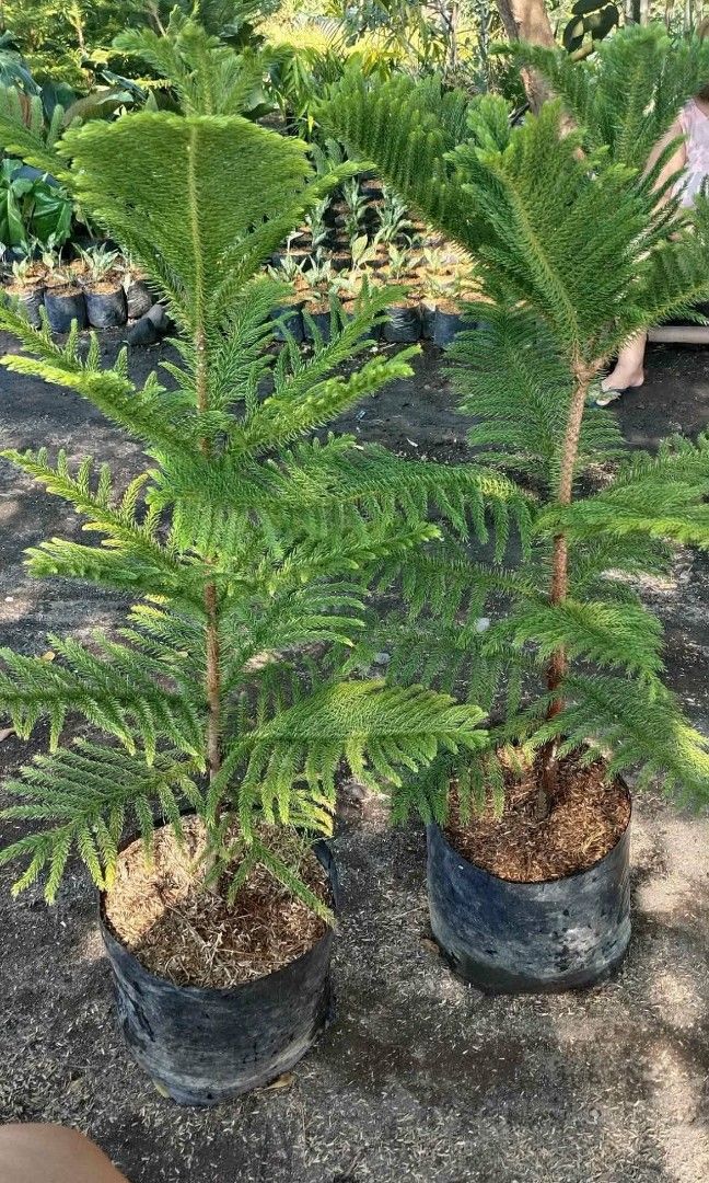 Pine tree 🎄 (Category: Plants & Seeds) located in Quezon City. Submitted by amazingmaria3680 (Listing ID 1459895244, Image 2). Description: .