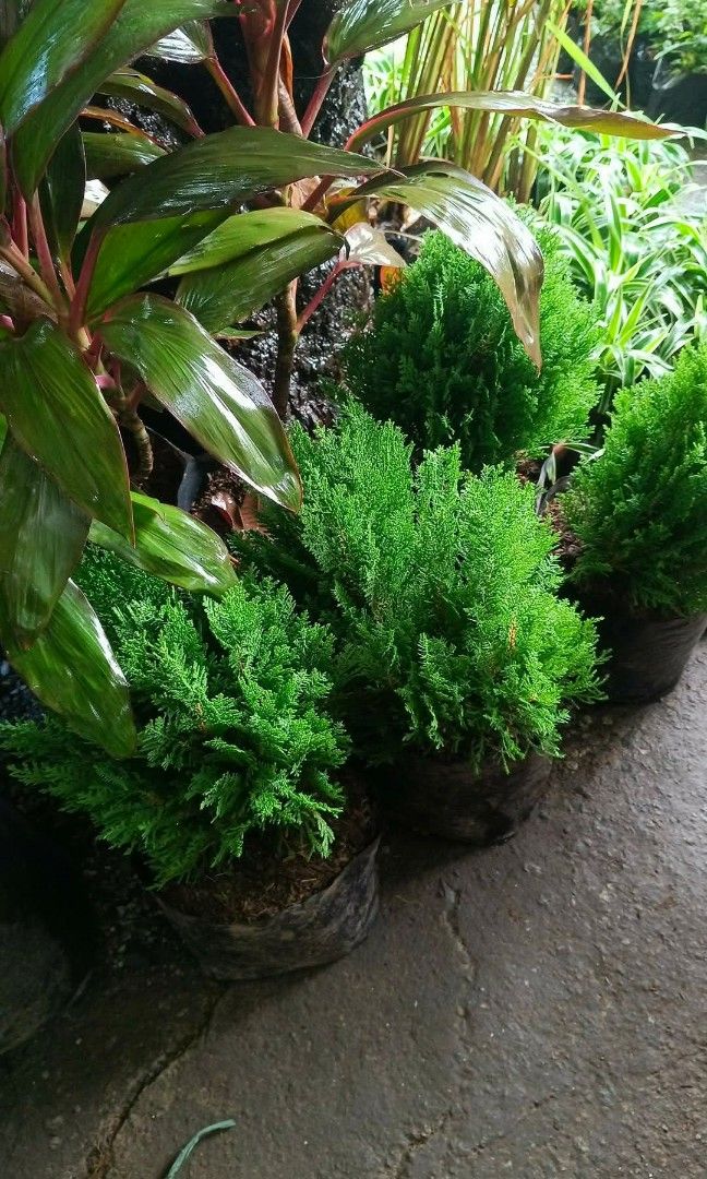 Pine tree 🎄 (Category: Plants & Seeds) located in Quezon City. Submitted by amazingmaria3680 (Listing ID 1459895244, Image 3). Description: .