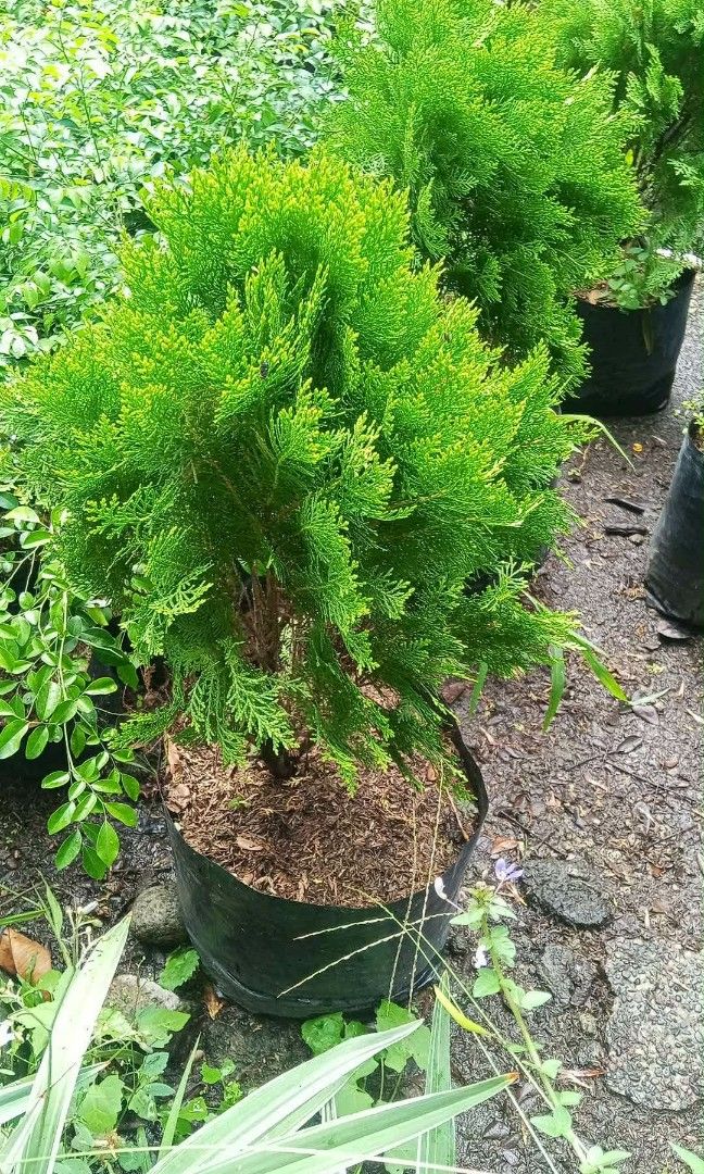 Pine tree 🎄 (Category: Plants & Seeds) located in Quezon City. Submitted by amazingmaria3680 (Listing ID 1459895244, Image 1). Description: .
