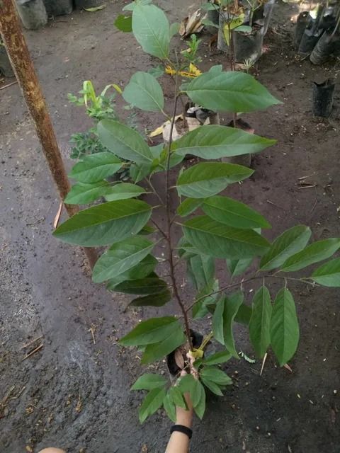 Red Atis (Category: Plants & Seeds) located in Los Banos. Submitted by seaalionn (Listing ID 1459699352, Image 2). Description: A rare tropical fruit variety with striking reddish-purple skin and sweet, creamy white flesh..