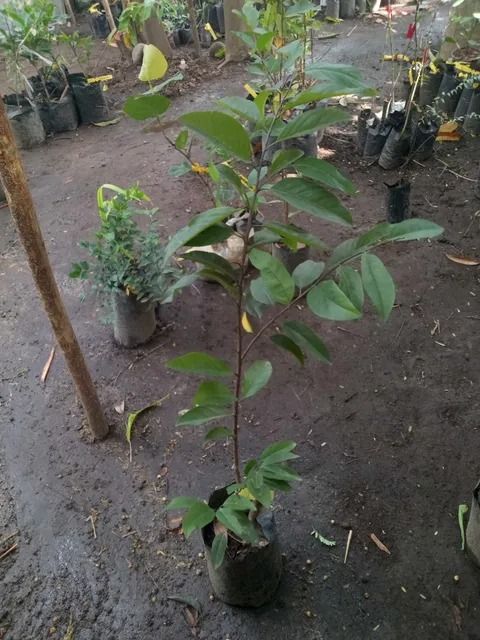 Red Atis (Category: Plants & Seeds) located in Los Banos. Submitted by seaalionn (Listing ID 1459699352, Image 1). Description: A rare tropical fruit variety with striking reddish-purple skin and sweet, creamy white flesh..