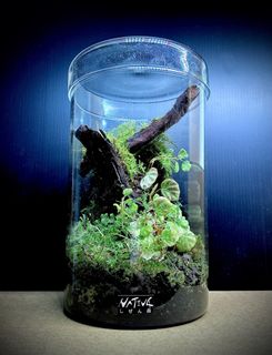 (Category: ) located in . Submitted by nativeforest9 (Listing ID 1459779140, Image 1). Description: .