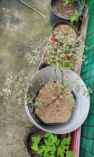 (Category: ) located in . Submitted by plantcorner (Listing ID 1459788444, Image 1). Description: .
