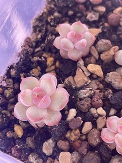 (Category: ) located in . Submitted by qq_garden (Listing ID 1454809660, Image 1). Description: .