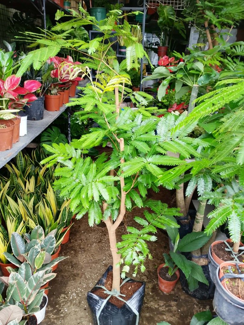 2 to 4ft Everfresh plant 🪴 (Category: Plants & Seeds) located in Quezon City. Submitted by amazingmaria3680 (Listing ID 1459954849, Image 1). Description: .