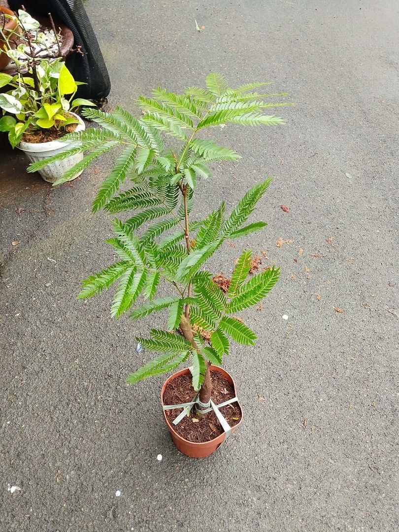 2 to 4ft Everfresh plant 🪴 (Category: Plants & Seeds) located in Quezon City. Submitted by amazingmaria3680 (Listing ID 1459954849, Image 2). Description: .