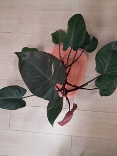 （分類：）位於 。 由 iantse6 提交（商品編號 1459902556，圖片 1）。簡介： 。