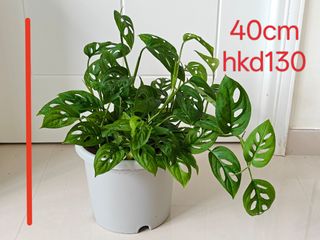 （分類：）位於 。 由 29808 提交（商品編號 1458454966，圖片 1）。簡介： 。