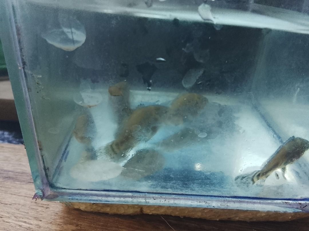 Assorted Live Aquarium Fish for Sale (Category: Homes & Other Pet Accessories) located in Caloocan City. Submitted by gentleforest.284e16 (Listing ID 1460049596, Image 1). Description: - Live aquarium fish for sale - Available in two colors: dark mottled brown and pale creamy white - All fish are healthy and active - Ideal for starting a new aquarium or enhancing an existing one - Please ensure you have a suitable tank and setup before purchase -