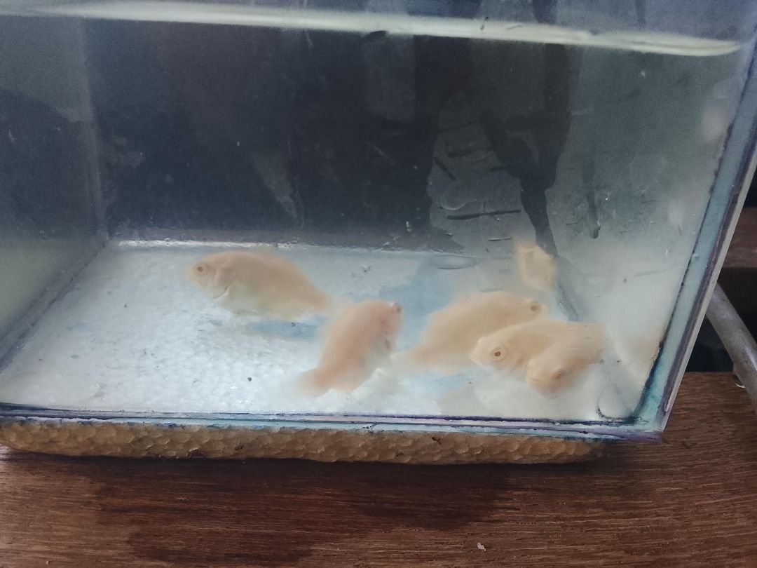 Assorted Live Aquarium Fish for Sale (Category: Homes & Other Pet Accessories) located in Caloocan City. Submitted by gentleforest.284e16 (Listing ID 1460049596, Image 2). Description: - Live aquarium fish for sale - Available in two colors: dark mottled brown and pale creamy white - All fish are healthy and active - Ideal for starting a new aquarium or enhancing an existing one - Please ensure you have a suitable tank and setup before purchase -