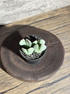 （分類：）位於 。 由 nikumachi 提交（商品編號 1459987615，圖片 1）。簡介： 。