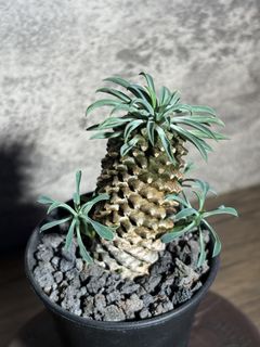 （分類：）位於 。 由 nikumachi 提交（商品編號 1459985301，圖片 1）。簡介： 。