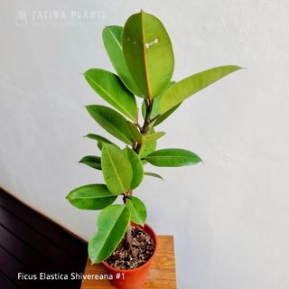 (Category: ) located in . Submitted by fatinaplants (Listing ID 1459900643, Image 1). Description: .