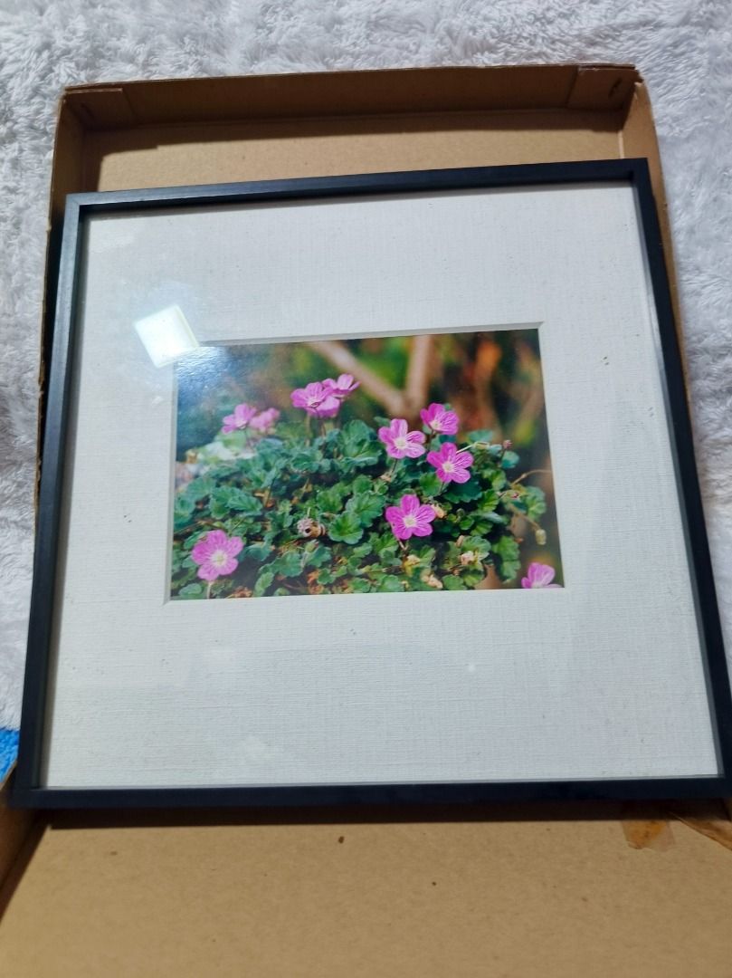 Konica PC Frame Square Framed Photo Pink Flowers (Category: Frames & Pictures) located in San Leonardo. Submitted by burgossanleonardo.12345 (Listing ID 1459930859, Image 2). Description: - Beautiful framed photo of pink flowers. - Sleek black frame with elegant white matting. - Brand: Konica PC Frame Square. - Dimensions: Approximately 9 inches by 10 inches. - Ready to hang with included string. - Ideal for enhancing home decor or as a thoughtfu
