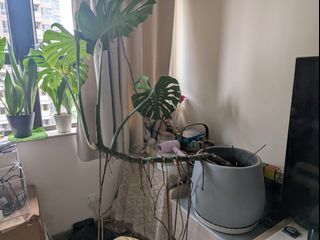（分類：）位於 。 由 barbiechan2021 提交（商品編號 1459907571，圖片 1）。簡介： 。