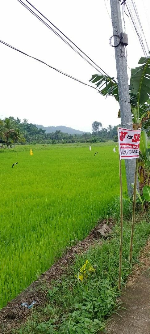 LOT FOR SALE (Category: Lot) located in Caloocan City. Submitted by foncimigz (Listing ID 1460056956, Image 2). Description: FARM LOT FOR SALE VERY ACCESIBLE - ALONG THE ROAD OF CUDIAN IVISAN CAPIZ -NEAR CUDIAN ELEMENTARY SCHOOL - ALONG ROXAS-IVISAN BYPASS ROAD.