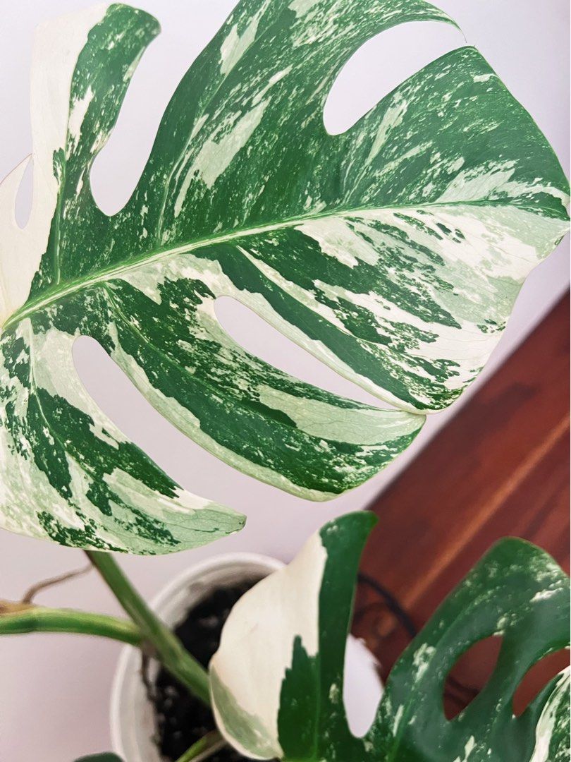 Monstera Borsi Albo 'Tiger Var' (Category: Plants & Seeds) located in Antipolo. Submitted by goodvinesonly888 (Listing ID 1460037300, Image 3). Description: - Healthy Monstera Albo plant - Striking white and green variegation - Several large, fenestrated leaves - Potted in a white nursery pot - Ideal for plant collectors and statement decor - Thrives in bright, indirect light.