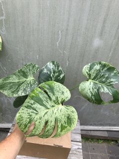 (Category: ) located in . Submitted by PlantsRanger (Listing ID 1459917507, Image 1). Description: .