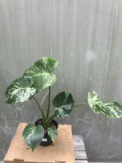 (Category: ) located in . Submitted by PlantsRanger (Listing ID 1439964229, Image 1). Description: .