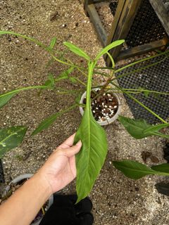 (Category: ) located in . Submitted by isle.of.plants (Listing ID 1459824468, Image 1). Description: .