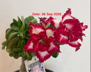 (Category: ) located in . Submitted by taiwan_adenium.sg (Listing ID 1460042296, Image 1). Description: .