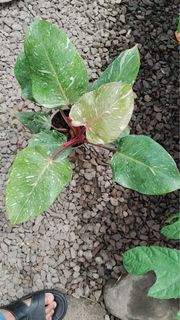 (Category: ) located in . Submitted by sindo.sg (Listing ID 1460078867, Image 1). Description: .