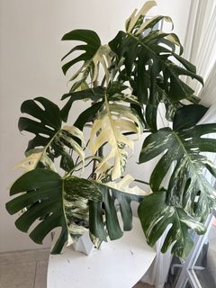 （分類：）位於 。 由 noddi 提交（商品編號 1460143611，圖片 1）。簡介： 。