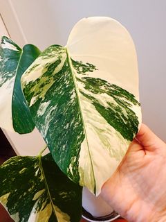 （分類：）位於 。 由 tangyunwing6266 提交（商品編號 1460213309，圖片 1）。簡介： 。