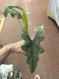 （分類：）位於 。 由 leslie1212 提交（商品編號 1460179712，圖片 1）。簡介： 。
