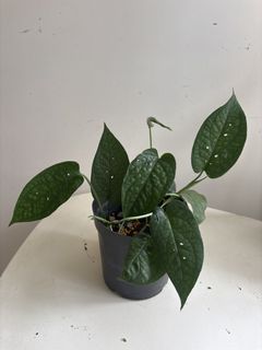 （分類：）位於 。 由 noddi 提交（商品編號 1460139087，圖片 1）。簡介： 。
