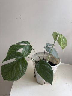 （分類：）位於 。 由 noddi 提交（商品編號 1460139234，圖片 1）。簡介： 。