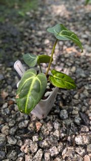 (Category: ) located in . Submitted by plantuncle (Listing ID 1460276613, Image 1). Description: .