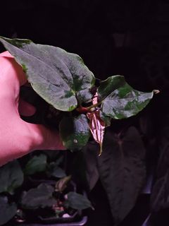 (Category: ) located in . Submitted by jungrow (Listing ID 1460261040, Image 1). Description: .