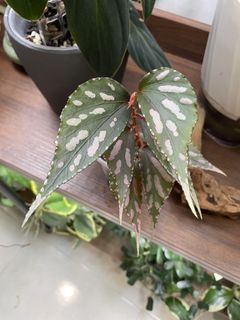 (Category: ) located in . Submitted by jubilantplants (Listing ID 1460129559, Image 1). Description: .