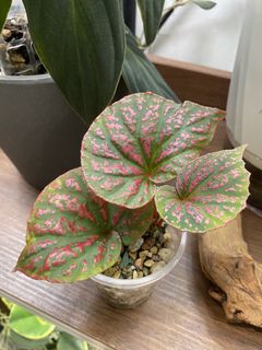 (Category: ) located in . Submitted by jubilantplants (Listing ID 1460129201, Image 1). Description: .