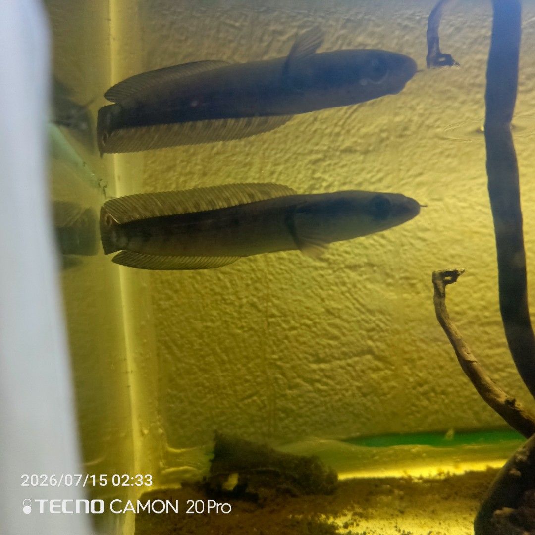 Channa Red Maru (Category: Homes & Other Pet Accessories) located in Manila. Submitted by methamphetaminee (Listing ID 1460171884, Image 1). Description: - Healthy and active Channa fish - Perfect for freshwater tank setups - Selling because I am rehoming my fish.