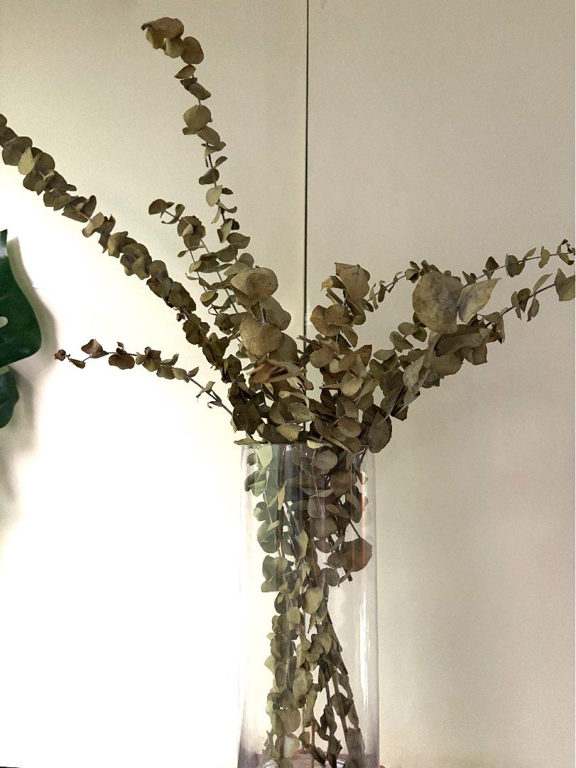 Dried Eucalyptus no vase (Category: Artificial Plants & Flowers) located in Manila. Submitted by coolandchic (Listing ID 1460231382, Image 1). Description: Real No vase .